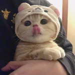 sondere ᵕ̈