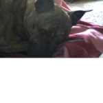 The Funny Puppy's