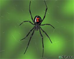 creepy crawlies