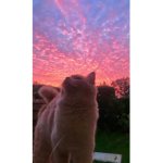 KeDi GrUbU