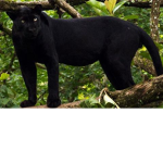 panther gang:D