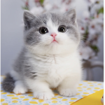猫教