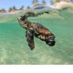 Club Turtless