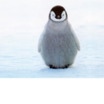 Penguin and RhastaOrange offical group