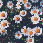 The Dope Daisy!