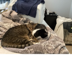 Pete and cookie official