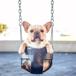 Frenchie Queen Squad