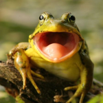 Frogs frogs frogs club