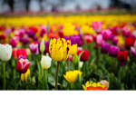 Thoughtful Tulips