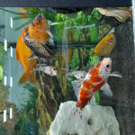 Fish group frends