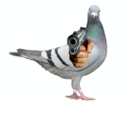 The Bird Mafia.