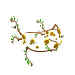 Tiara honey valk