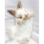 [Bunny] Army