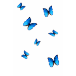 Summers butterflies unite