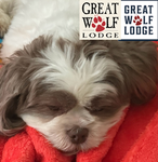 Great wolf lodge fan