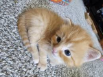 the kitten studio group