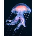 jellyfish stars