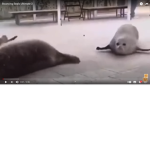 Cyberian seals