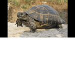 BIG CHUNKY TURTLES