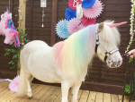 pony mafia