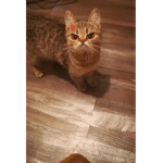 Sophixd