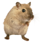 THE RATS OF THE RAT