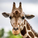 Giraffe Imperium