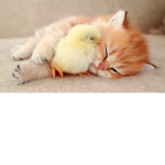 LittleChickens
