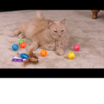 The cats in the house