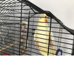Cockatiel birds