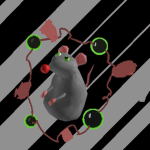 RAT'S FOLLOWERS