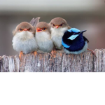 Birds_Paradise