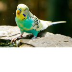 Budgie Obby Group! <3