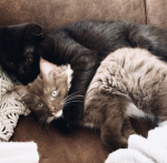 Cuddsy
