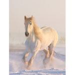 I love skiing and horses and riding horses that is