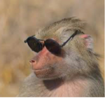 Baboon With Sunglasses!
