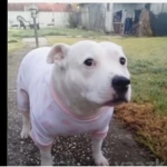 Dogo’s :)