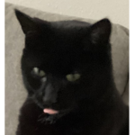 ~ Cat Club ~