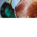 MRDUCKGANG