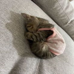 miau ;