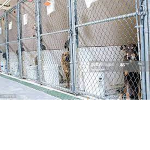 Robloxian Animal Shelter Rp