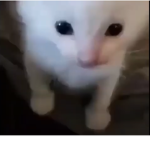 Gatos Estudios!