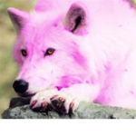 wolfy girl fan club
