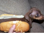HOT DOGGYYYYYYYY