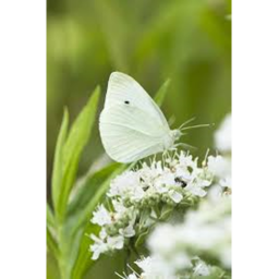 Beautiful white Butterflies! Hangout!