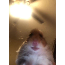 Hamster! Hideout!