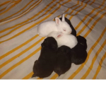 Chocolaterichard5