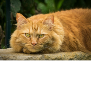 Orange The Killer [NEW, since 2021]