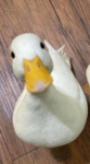 the duck community center