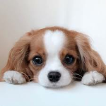 ‘pawies
